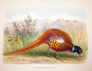 Phasianus zarafshanicus, ca. 1896-1921